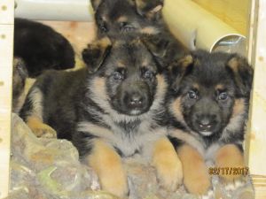 German Shepherd Puppies