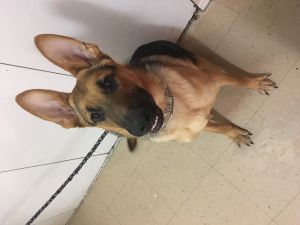 8 month female German Shepard for sale