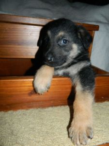 German Shepherd Puppies