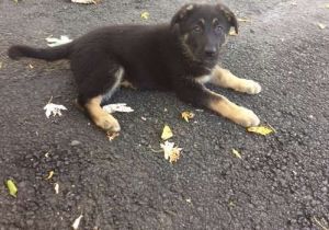 German Shepherd Puppies for Rehoming
