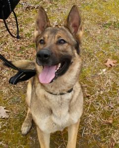 akc german shepherd female