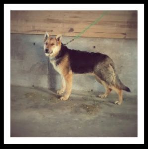 AKC German shepherd male