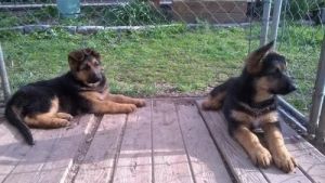 German Shephard puppies