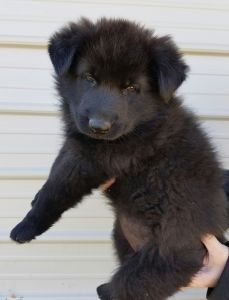 AKC German Shepherd puppy