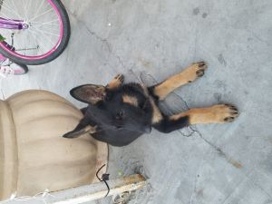Beautiful short hair king German Shepherd puppy