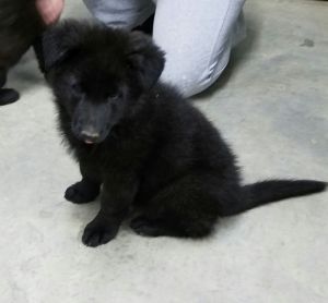 AKC German Shepherd Puppies