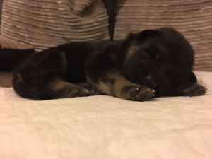 Outstanding Quality German Shepherd Puppies