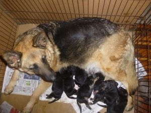 German Shepherd Puppies