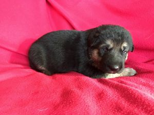 Family companions and protectors