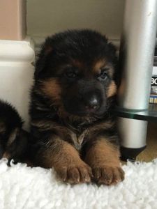 Straight Back German Shepherd Puppies Kc Reg