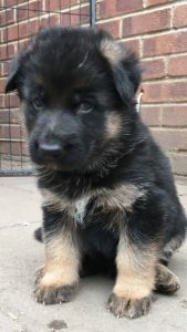 German Shepherd Pup