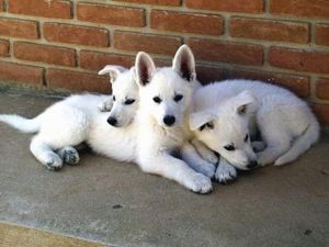 White German Shepherd Puppies