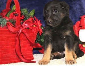 AKC German shepherd puppy