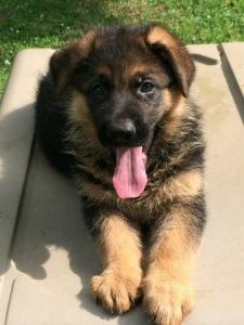 Well trained German Shepherd puppies