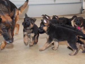Quality German Shepherd Puppies