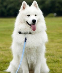 German shepherd dogs for sale $300