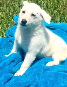 Adorable White German Shepherd Puppies