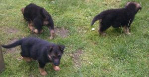 Smart Akc Reg German Shepherd Puppies