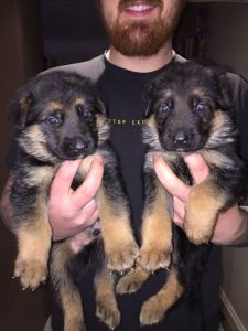 Quality German Shepherd puppies