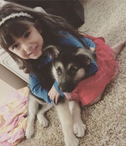 cute German shepherd puppies for adoption..