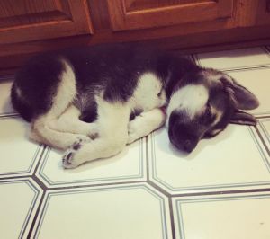 cute German shepherd puppies for adoption..