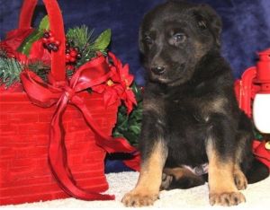 AKC German shepherd puppy