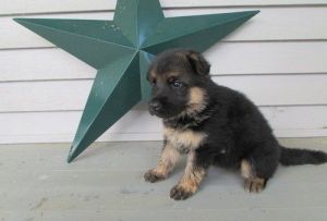 Awesome High Quality Purebred German Shepherd Puppy