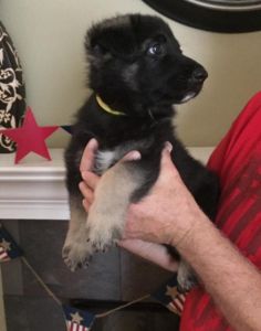 Beautiful High Quality Purebred German Shepherd Puppy