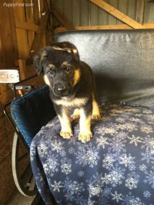 Black & Silver German Shepherd Pups