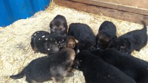 German Shepherd Pups
