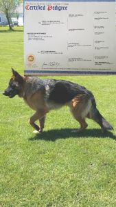 AKC GERMAN SHEPHER MALE TOP EUROPEAN LINE EXCELLENT PEDIGREE