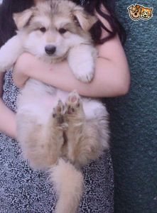 Stunning German Shepherd Puppies for sale