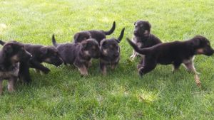 Goodlooking High Quality Purebred German Shepherd Puppy