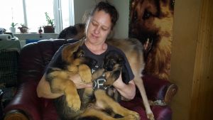 German Shepard puppies