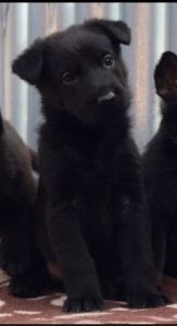 ***outstanding Solid Black Czech Male Puppy***