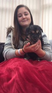 Apex Working Line German Shepherd Litter