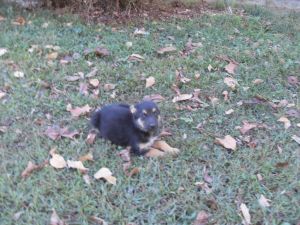 German Shepherd pup