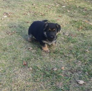 Charming German Shepherd