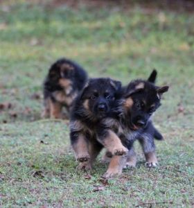 German Shepherds in Florida