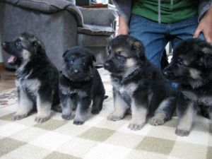 German Shepherd puppies,text at ***