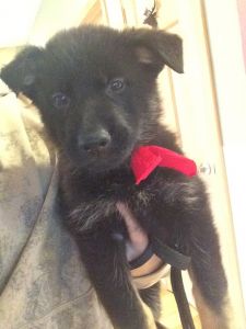 AKC Registered German Shepherd puppies
