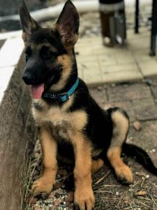 Large breed German Shepherd pups