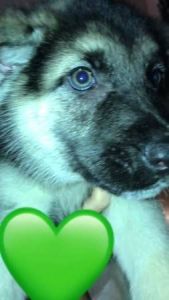 German Shepherd puppies