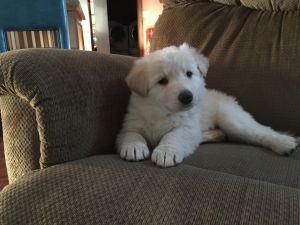 German shepherd puppies in Middletown INDIANA