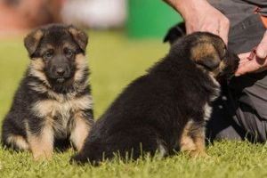 Adorable Male German shepherd available