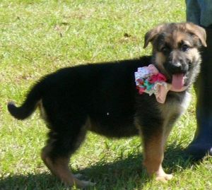 AKC Male and female German Shepherd puppies