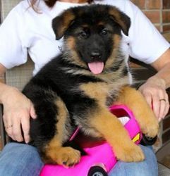 German Shepherd puppiesfor adoption.