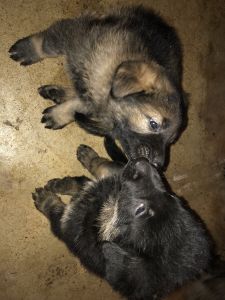 Germán Shepherd puppies