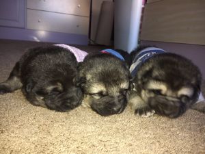 AKC German Shepherd Puppies