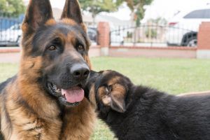 GERMAN SHEPHERD PUPPIES